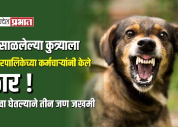 पिसाळलेल्या कुत्र्याला नगरपालिकेच्या कर्मचाऱ्यांनी केले ठार !