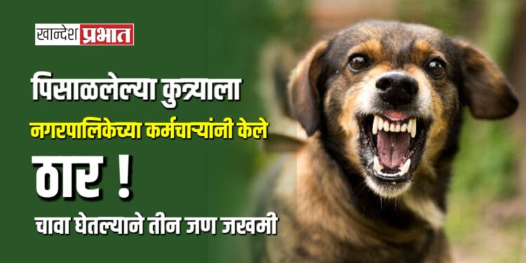 पिसाळलेल्या कुत्र्याला नगरपालिकेच्या कर्मचाऱ्यांनी केले ठार !