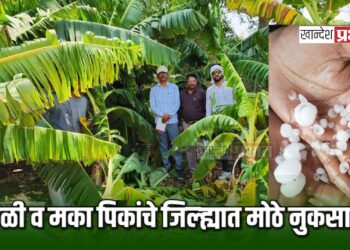 केळी व मका पिकांचे जिल्ह्यात मोठे नुकसान ; पंचनाम्याचे निर्देश