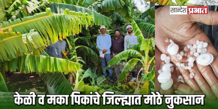केळी व मका पिकांचे जिल्ह्यात मोठे नुकसान ; पंचनाम्याचे निर्देश