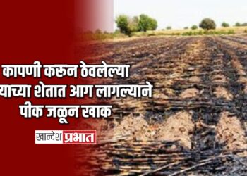 कापणी करून ठेवलेल्या मक्याच्या शेतात आग लागल्याने पीक जळून खाक