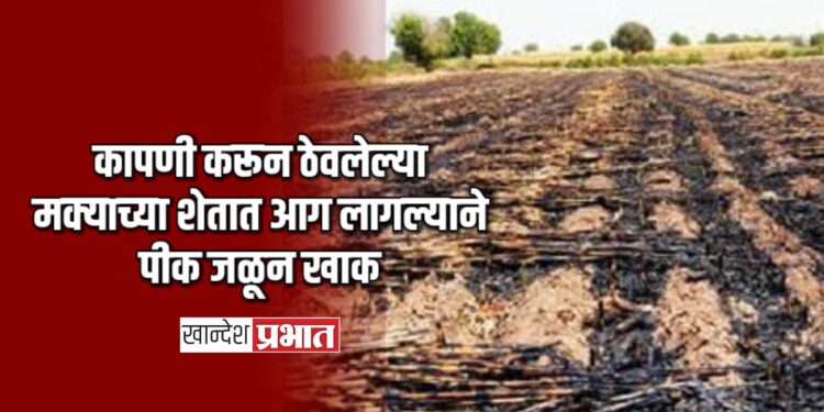 कापणी करून ठेवलेल्या मक्याच्या शेतात आग लागल्याने पीक जळून खाक