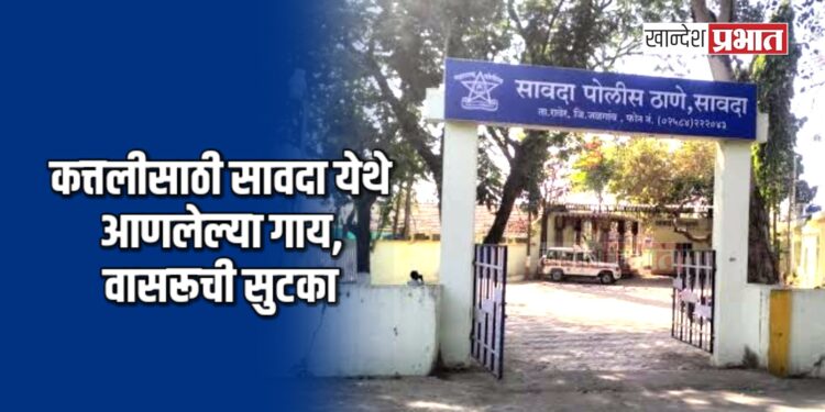 कत्तलीसाठी सावदा येथे आणलेल्या गाय, वासरूची सुटका