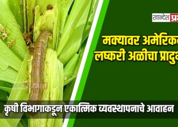 मक्यावर अमेरिकन लष्करी अळीचा प्रादुर्भाव : कृषी विभागाकडून एकात्मिक व्यवस्थापनाचे आवाहन