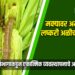 मक्यावर अमेरिकन लष्करी अळीचा प्रादुर्भाव : कृषी विभागाकडून एकात्मिक व्यवस्थापनाचे आवाहन