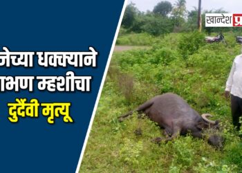 विजेच्या धक्क्याने गाभण म्हशीचा दुर्दैवी मृत्यू