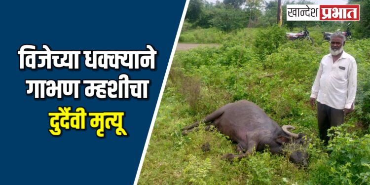 विजेच्या धक्क्याने गाभण म्हशीचा दुर्दैवी मृत्यू