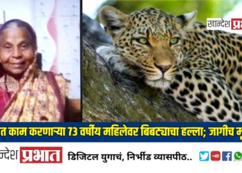 शेतात काम करणाऱ्या ७३ वर्षीय महिलेवर बिबट्याचा हल्ला; जागीच मृत्यू