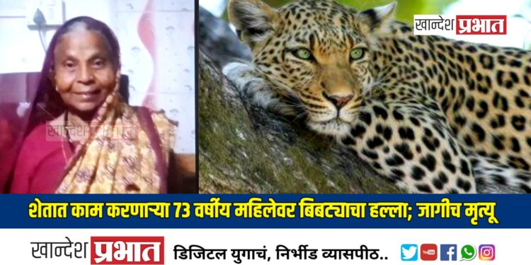 शेतात काम करणाऱ्या ७३ वर्षीय महिलेवर बिबट्याचा हल्ला; जागीच मृत्यू