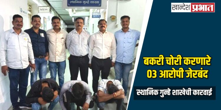 बकरी चोरी करणारे ०३ आरोपी जेरबंद ; स्थानिक गुन्हे शाखेची कारवाई