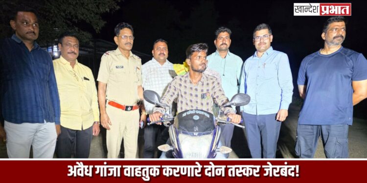 अवैध गांजा वाहतुक करणारे दोन तस्कर जेरबंद!; स्थानिक गुन्हे शाखेची कारवाई