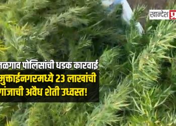 जळगाव पोलिसांची धडक कारवाई: मुक्ताईनगरमध्ये २३ लाखांची गांजाची अवैध शेती उध्वस्त!