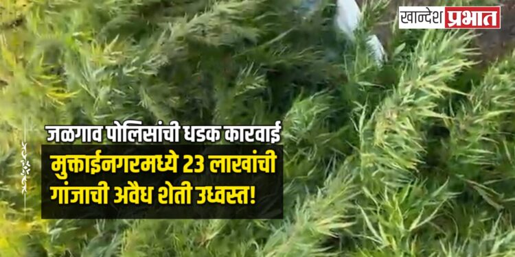 जळगाव पोलिसांची धडक कारवाई: मुक्ताईनगरमध्ये २३ लाखांची गांजाची अवैध शेती उध्वस्त!