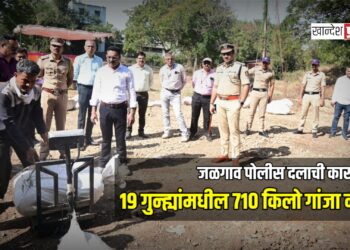 जळगाव पोलीस दलाची कारवाई; १९ गुन्ह्यांमधील ७१० किलो गांजा नष्ट!