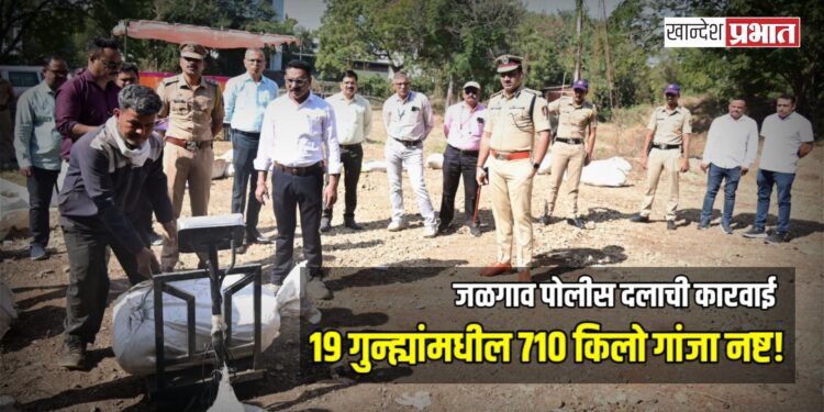 जळगाव पोलीस दलाची कारवाई; १९ गुन्ह्यांमधील ७१० किलो गांजा नष्ट!