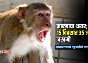 पिंपळगाव खुर्दमध्ये माकडाचा थरार; १५ दिवसांत ३५ जण जखमी, ग्रामस्थांमध्ये दहशतीचे वातावरण