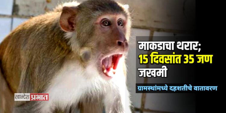 पिंपळगाव खुर्दमध्ये माकडाचा थरार; १५ दिवसांत ३५ जण जखमी, ग्रामस्थांमध्ये दहशतीचे वातावरण
