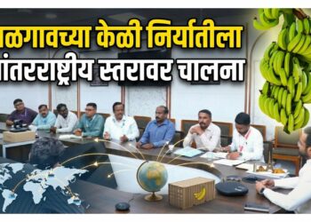 जळगावच्या केळी निर्यातीला आंतरराष्ट्रीय स्तरावर चालना