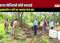 जळगाव पोलिसांची मोठी कारवाई: ८ गुन्ह्यांमधील १ कोटी ८६ लाखांचा गांजा नष्ट!