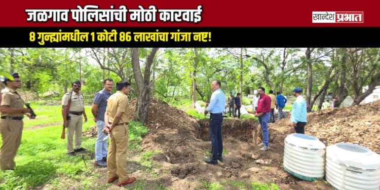 जळगाव पोलिसांची मोठी कारवाई: ८ गुन्ह्यांमधील १ कोटी ८६ लाखांचा गांजा नष्ट!