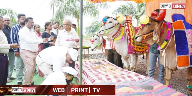 डॉ. उल्हास पाटील कृषि परिसरात सर्जा-राजाप्रती कृतज्ञता