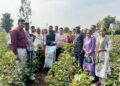 दुष्काळसदृश्य परिस्थितीत पिकांची जिल्हाधिकाऱ्यांकडून पाहणी