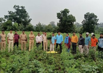 देवझिरीत तुरीच्या शेतात गांजाची लागवड; १७५ झाडे जप्त