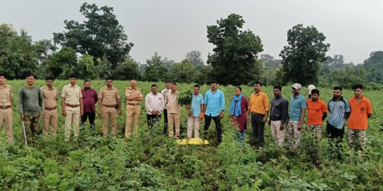देवझिरीत तुरीच्या शेतात गांजाची लागवड; १७५ झाडे जप्त
