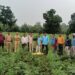 देवझिरीत तुरीच्या शेतात गांजाची लागवड; १७५ झाडे जप्त