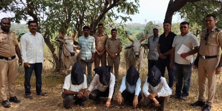 पहूर पोलिसांची धडाकेबाज कामगिरी; पिंपळगाव गोलाईत येथून चोरीला गेलेली बैलजोडी हस्तगत